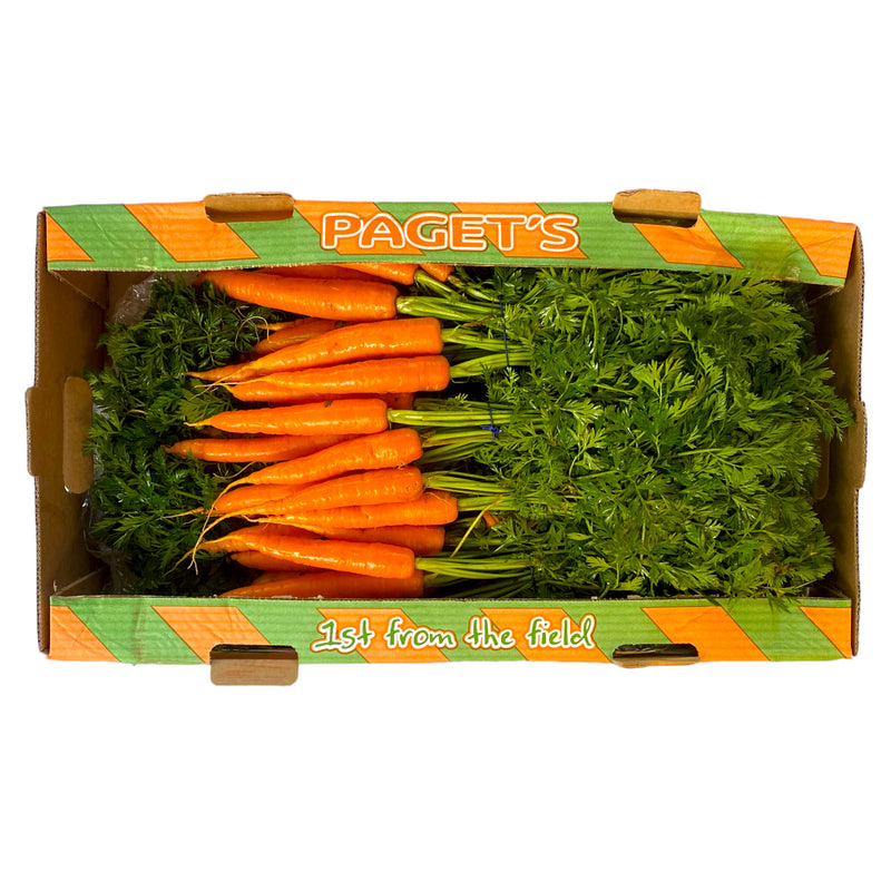 Bunched Carrot Box