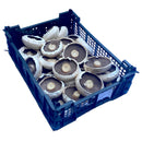 Flat Mushroom 1.5kg