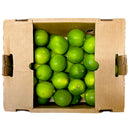 Lime x 48