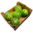 Watermelon x 6
