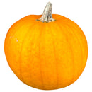 EXTRA LARGE Pumpkin