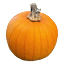 SMALL Pumpkin