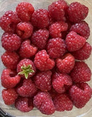 Raspberries Punnet