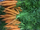 Carrots - Bunch