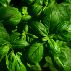 Herbs - Basil
