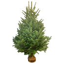 BLUE TAG Christmas Tree with Block Stand 5 - 8ft