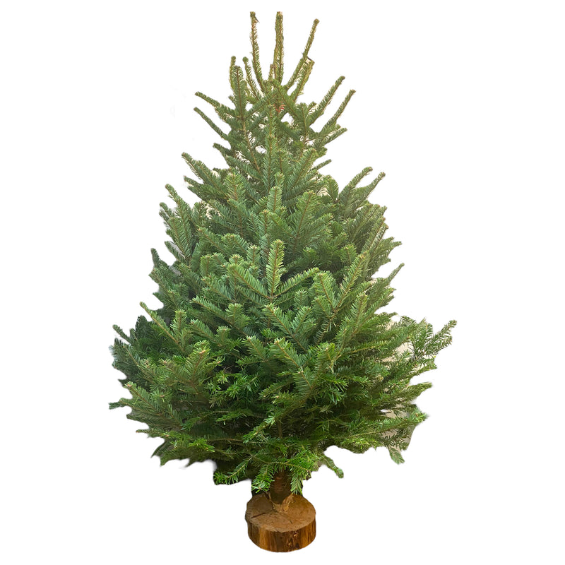 Christmas Tree & Block Stand 5 - 6ft