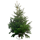 WHITE TAG Christmas Tree 6 - 8ft