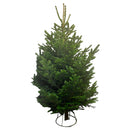 RED TAG Christmas Tree 5ft - 7ft