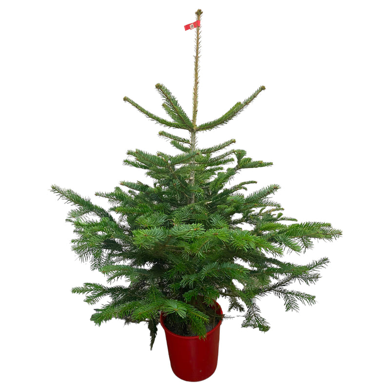 Christmas Tree & Red Pot 3 - 4ft