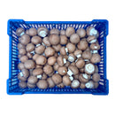 Button Mushroom 2.5kg