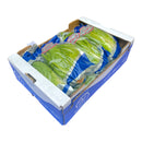 Cos Lettuce Box of 10
