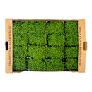 Mustard Cress Box of 16