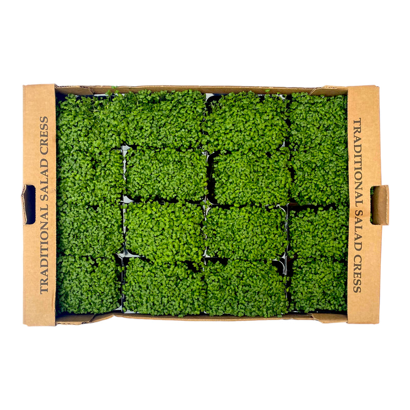 Mustard Cress Box of 16