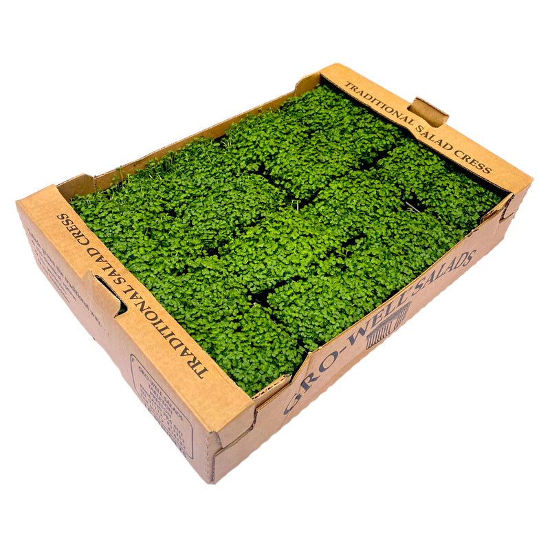 Mustard Cress Box of 16