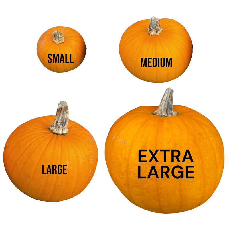 LARGE Pumpkin