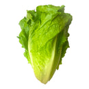 Cos Lettuce - Each
