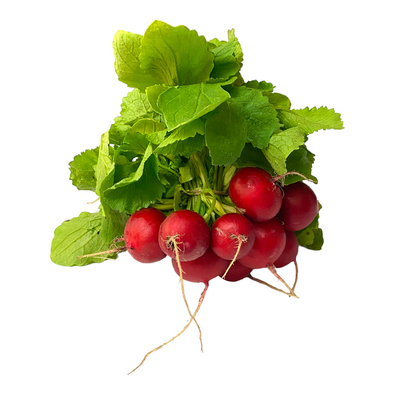 Radish - Bunch