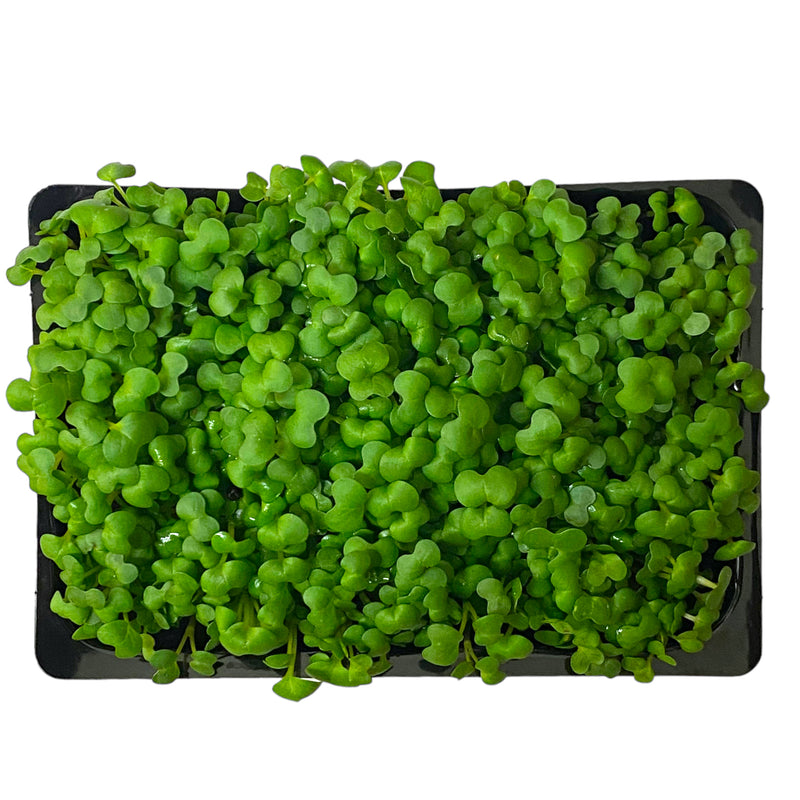 Mustard Cress - Punnet