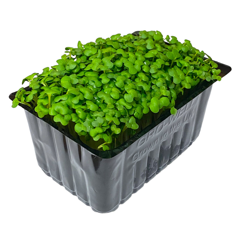 Mustard Cress - Punnet