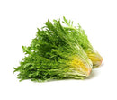 Frisee curly endive lettuce, fresh from Barleylands Farm Shop in Billericay, Essex
