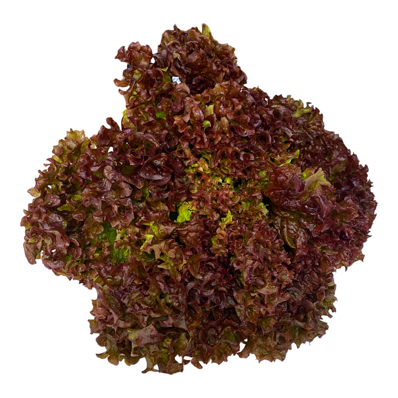 Lollo Rosso Lettuce - Each