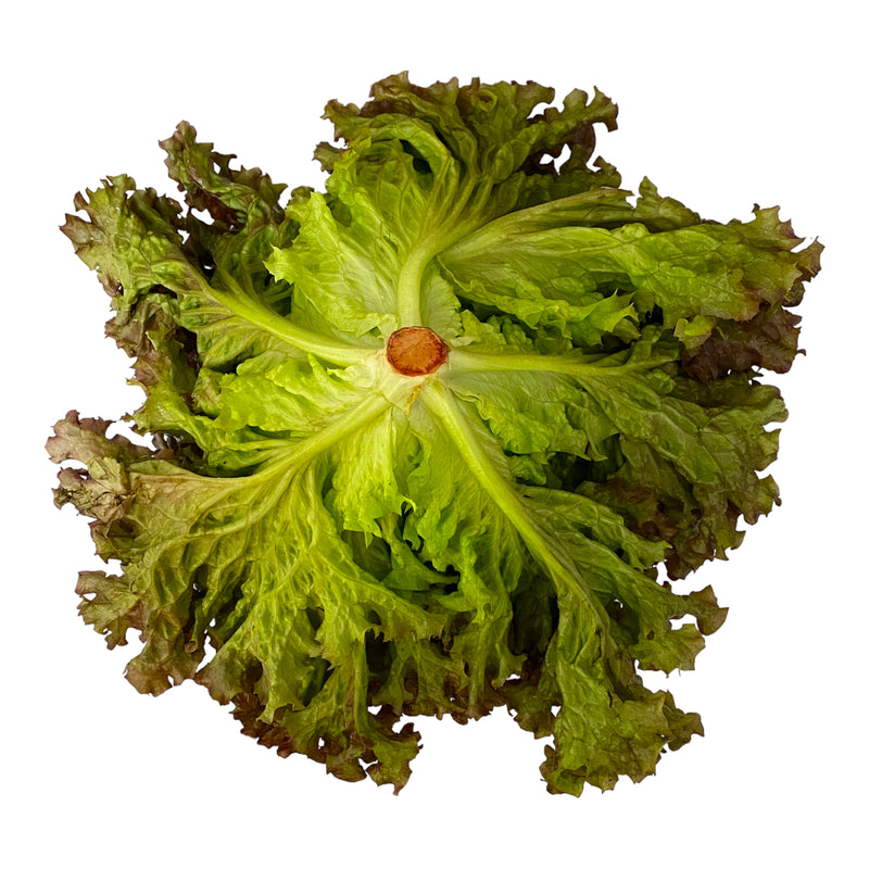 Lollo Rosso Lettuce - Each