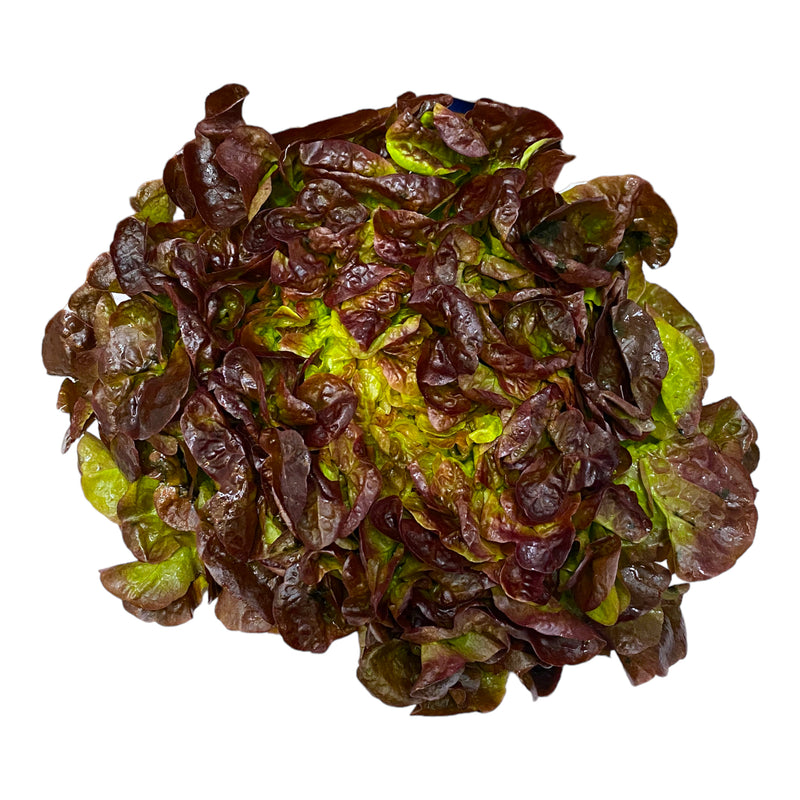 Oakleaf Lettuce - Each