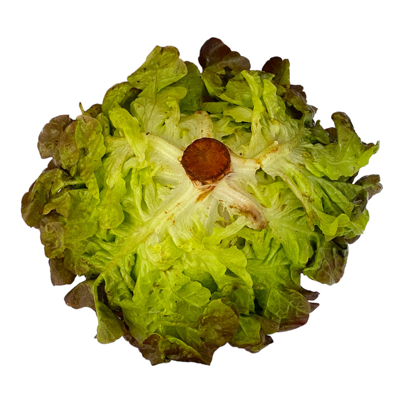 Oakleaf Lettuce - Each