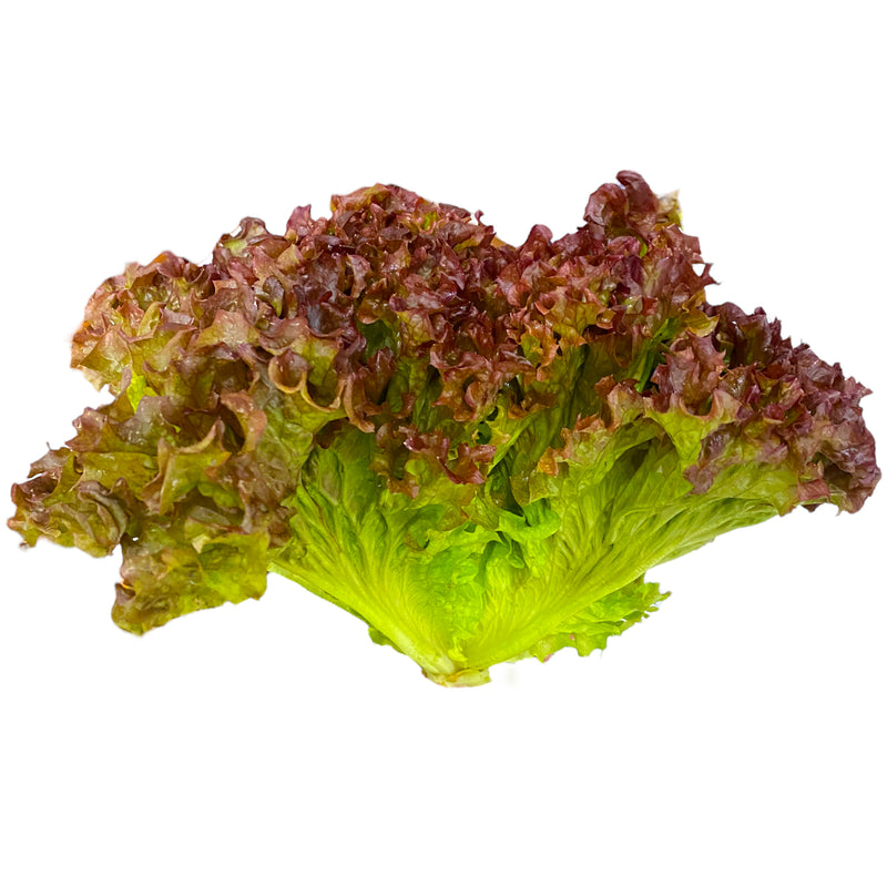 Lollo Rosso Lettuce - Each