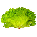 Lollo Biondi Lettuce - Each