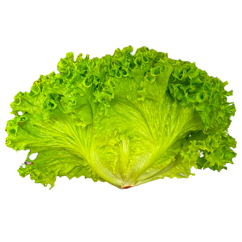 Lollo Biondi Lettuce - Each