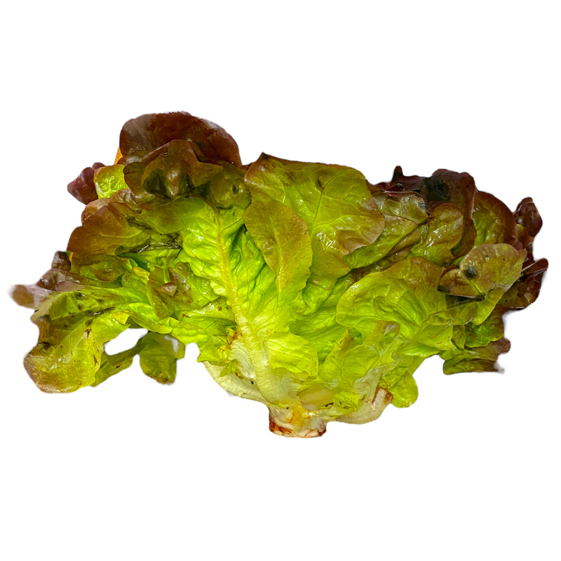 Oakleaf Lettuce - Each