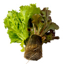 Fresh Salad Trio Mix