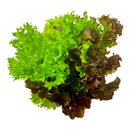 Fresh Salad Trio Mix