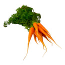 Bunched Carrots