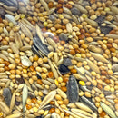 Peppy Pets Cockatiel Seed 300g