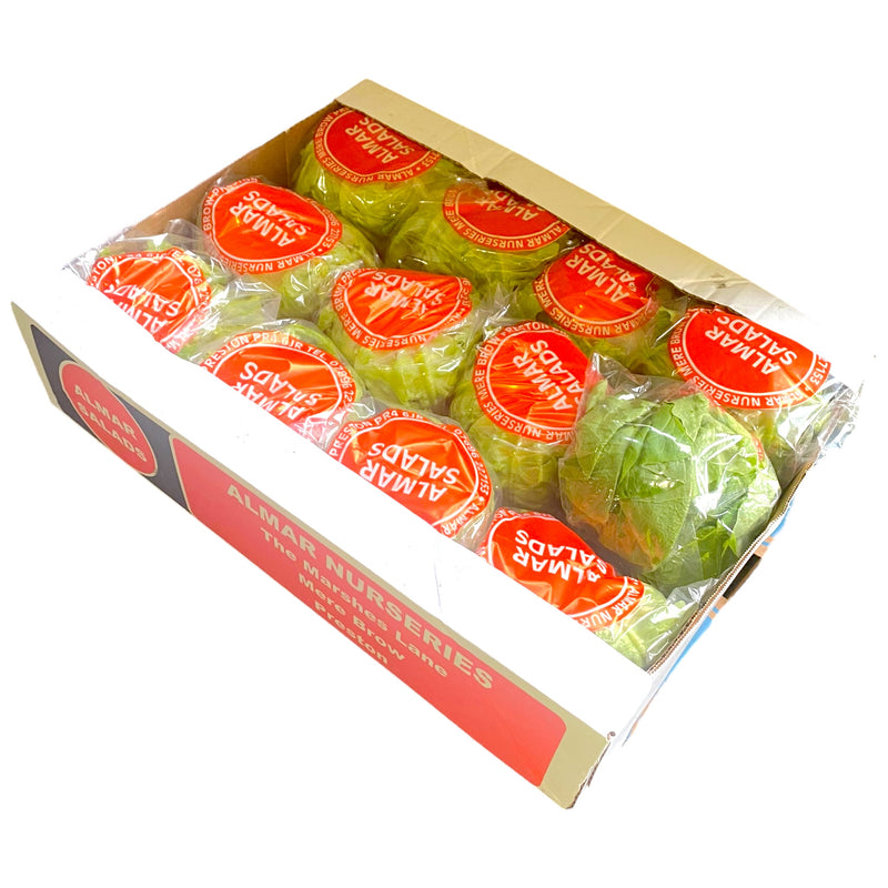 Round Lettuce Box of 12