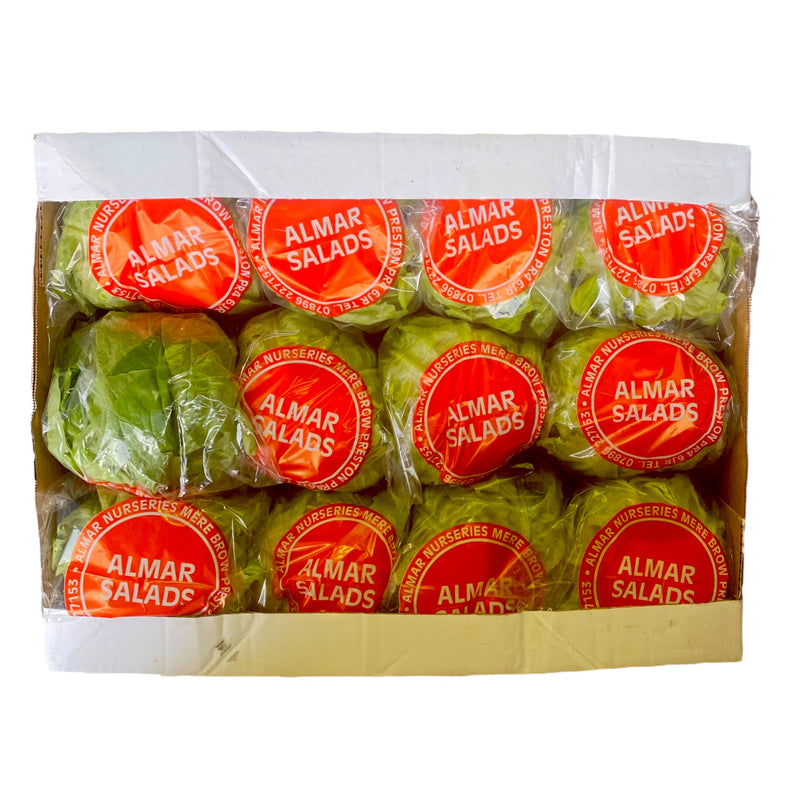 Round Lettuce Box of 12