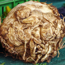 Celeriac - Each