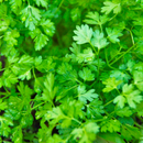 Herbs - Chervil 100g