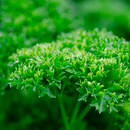 Herbs - Curly Parsley 100g