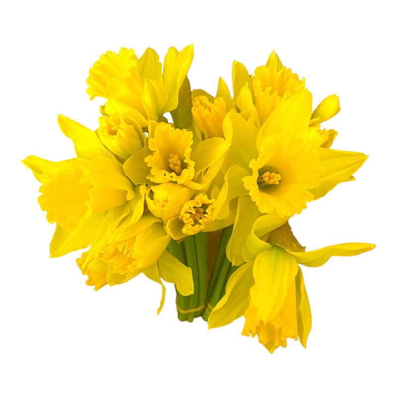 Daffodil - Bunch