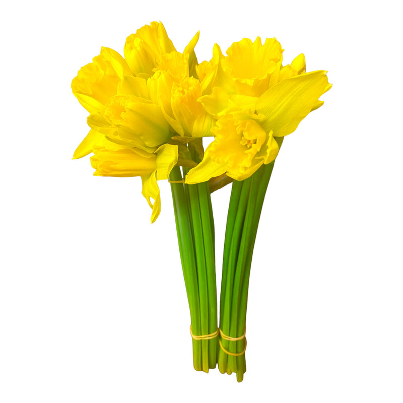 Daffodil - Bunch
