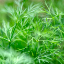 Herbs - Dill 100g