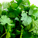 Herbs - Flat Leaf Parsley 100g