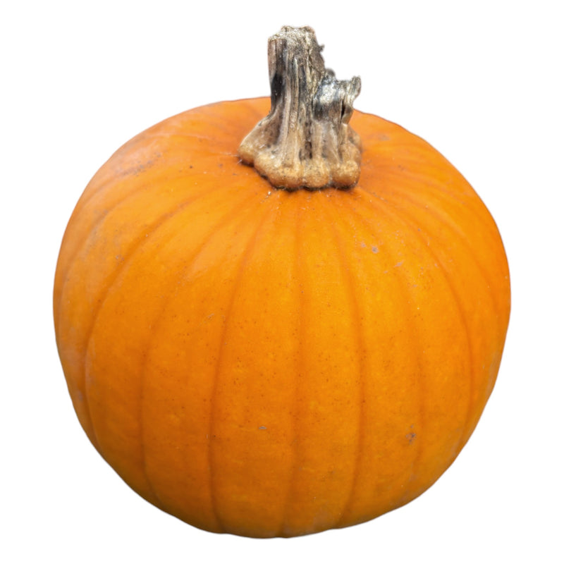 LARGE Pumpkin