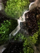 Lettuce - Lollo Biondi & Rosso Combo