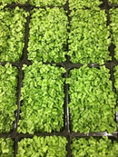 Mustard & Cress Punnet