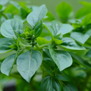 Herbs - Oregano 100g